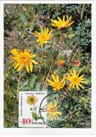 Poland 1984 Mountain Arnica Flower Flowers Flora Plants In Zakopane Canceled - Maximum Cards