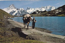 AM BACHALPSEE MAULTIERTRANSPORT AUF DAS FAULHORN - Port