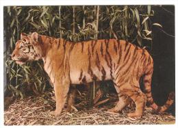 C2585 Tigre - Tiger - Getigert - Panthera Tigris - Museo Di Storia Naturale Milano / Non Viaggiata - Tigers