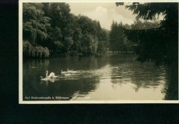 Bad Wildungen Bad Reinhardsquelle Schwäne Schwan Auf Dem Schwanenteich 10.7.1937 - Bad Wildungen