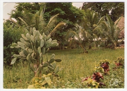 Postcard - Togo    (V 18514) - Togo