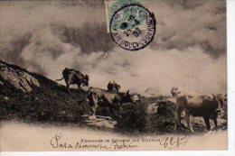 Alpenweide Im Urbachtal Und Ritzlihorn  Vaches  (Voir Scans Recto Et Verso) - Horn