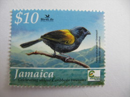 2-3154 Yellow Shouldered Grassquit à Aile Jaune Oiseau Bird Life Trésor Des Caraïbes - Mussen