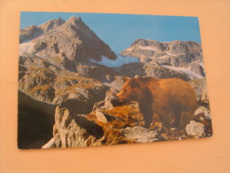 L'OURS BRUN DES PYRENEES... - Osos