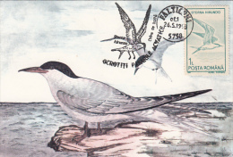 BIRDS, SEAGULLS, CM, MAXICARD, CARTES MAXIMUM, 1993, ROMANIA - Möwen