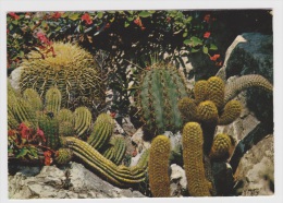 LE JARDIN EXOTIQUE - TRICHOCEREUS - ECHINOCACTUS ... - CARTE NON VOYAGEE - Ed. S.E.P.T. - Exotic Garden