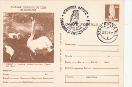 SWANS, PC STATIONERY, ENTIERE POSTAUX, 1977, ROMANIA - Cygnes