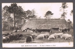 MORCENX . Un Parc à Moutons En Forêt . - Morcenx