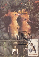 UPUPA EPOPS,HOOPOE,CM, MAXICARD, CARTES MAXIMUM,1989, ROMANIA - Pics & Grimpeurs