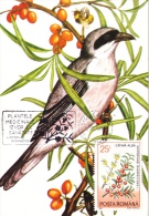 LANIUS MINOR,Lesser Grey Shrike,CM, MAXICARD, CARTES MAXIMUM,1990, ROMANIA - Climbing Birds