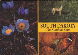 (ANIM135) SOUTH DAKOTA. COYOTE. PHEASSANT, MAY DAY FLOWER - Autres & Non Classés