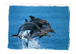 Dauphins (13-2405) - Dolphins