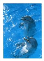 Dauphins (13-2406) - Dolphins