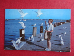 Feeding Sea Gulls  On Nantucket Dock Ma  1968 Cancel      Ref  1036 - Cape Cod