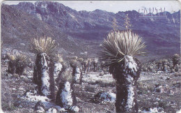 Venezuela, CAN2-0486, Venezuelan Moorlands, Los Frailejones  (1/3), 2 Scans. - Venezuela