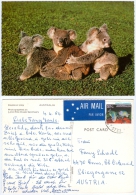 AK Koala Bär Koalabär Bear Lone Pine Koala Sanctuary Australia Australien Bären Bears Ansichtskarte Picture Postcard - Osos