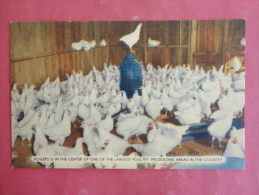 Rogers,AR--Largest Poultry Producing Areas In The Country--not Mailed--PJ 174 - Altri & Non Classificati