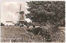 Zeist - Molen. Moinho. Moulin. Mill. Netherlands. - Zeist