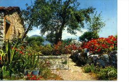 PAYSAGE PROVENCAL A SITUER BIOT - Biot