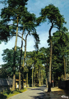 Carte Postale 95. Beauchamp  Avenue Des Sapins Trés Beau Plan - Beauchamp