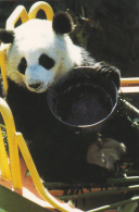 Chinese Panda Bear Splendid China Kissimmee Florida - Osos