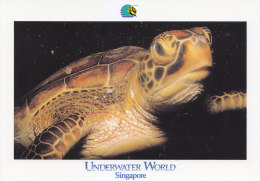 Postcard Green Turtle - Schildpadden