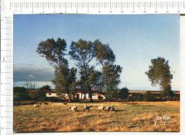 LE MARAIS  -  Sur Les Basses Chaumières Le Vent Du Large Qui Incline Le Paysage - Poitou-Charentes