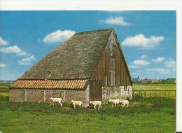 NETHERLANDS 1973 – POSTCARD TEXEL – SHEEP SHED    ADDR TO SWITZERLAND W 1 ST OF 30C POST ALKMAAR AUG 21,1973 REPOS703  U - Texel