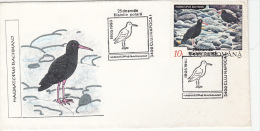 SEAGULLS, SPECIAL COVER, 1993, ROMANIA - Meeuwen