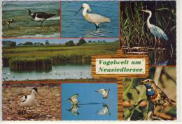 Vogelwelt Am NEUSIEDLERSEE - Kiebitz, Löffler, Graureiher, Sägelschnäbler, Rotschenkel, Blaukehlcen - Neusiedlerseeorte