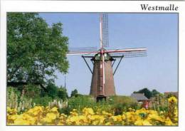 WESTMALLE (Antwerpen) - Molen/moulin - Prachtige Opname Van De Stenen Scherpenbergmolen Na De Restauratie - Malle