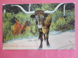 Texas--Texas Longhorn Steer--not Mailed--PJ 193 - Sonstige & Ohne Zuordnung