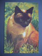 Pocket Calendar  Cats 1989 Latvia #New - Formato Grande : 1981-90