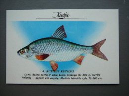 Pocket Calendar Fishes 1989 Lietuva Litauen Lituanie Litouwen Lithuania # 4 New - Big : 1981-90