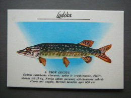 Pocket Calendar Fishes 1989 Lietuva Litauen Lituanie Litouwen Lithuania # 6 New - Formato Grande : 1981-90