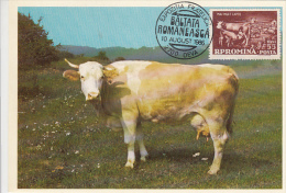 COWS, ROMANIAN SPOTTED BREED, CM, MAXICARD, CARTES MAXIMUM, 1986, ROMANIA - Vaches