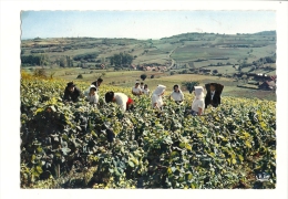 Cp, Agriculture, Vendanes En BOurgogne, Dans Les "Aligotés" D'un Coteau Typiquement Bourguignon, écrite 1970 - Viñedos