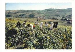 Cp, Agriculture, Vendanes En BOurgogne, Dans Les "Aligotés" D'un Coteau Typiquement Bourguignon, écrite 1970 - Vigne