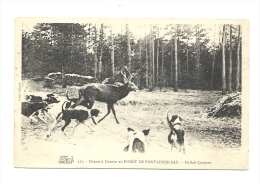 Cp, Sport, Chasse à Courre En Forêt De Fontainebleau, Hallali Courant - Caccia