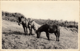 " Café Du Parc " - Renaix , Anes - Renaix - Ronse