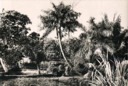 (345M) Congo - Brazaaville - Jardin D´Essais (old Postcard - Carte Ancienne) - Brazzaville