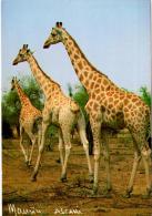 Girafes Vers FAMALE - Niger