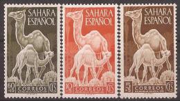 SA91SCSF-L4207-TEUESPCOLSAHARA.Spain Espagne SAHARA ESPAÑOL Dia Del Sello.DROMEDARIOS,CAMELLOS.1951.(Ed 91/3**)s/C . - Sahara Español