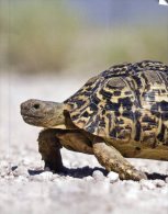 (600) Tortue - Tortoise - Schildpadden