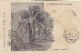 E3-84 - Lembranca De S. Paulo - Jardin Publico - Brasil - F.p. 1903 - São Paulo