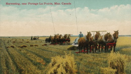 ( CPA CANADA )  HARVESTING, NEAR PORTAGE LA PRAIRIE, MAN.  / - Andere & Zonder Classificatie