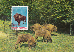 AUROCHS, CM, MAXICARD, CARTES MAXIMUM, 1981, ROMANIA - Vaches