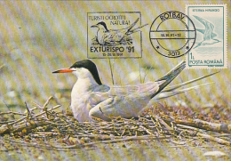 COMMOM TERN, SEA BIRD, CM, MAXICARD, CARTES MAXIMUM, 1991, ROMANIA - Mouettes