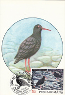 SEAGULLS, CM, MAXICARD, CARTES MAXIMUM, 1993, ROMANIA - Gabbiani