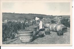 Scène De Vendange - MESNIL SUR ORGER - Vignes